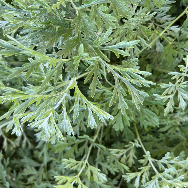 wormwood