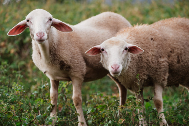 sheep