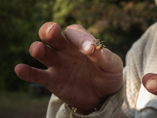 beekeeper