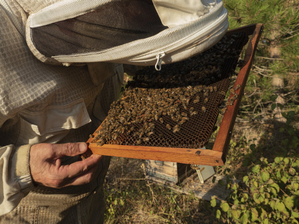 beekeeper