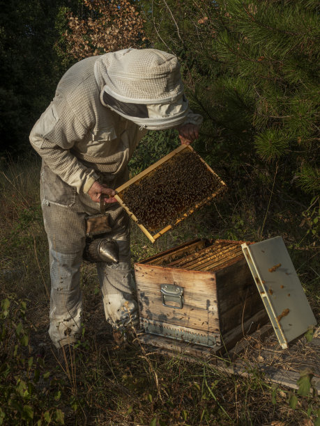 beekeeper