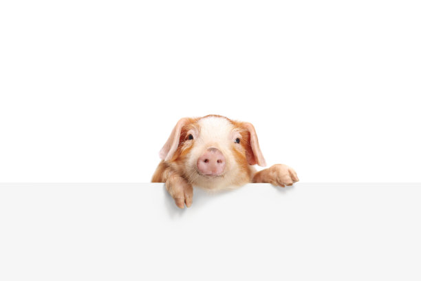 piggy