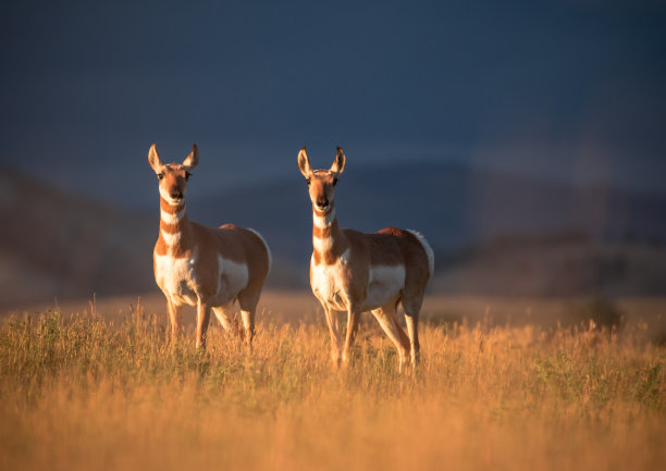 antelope