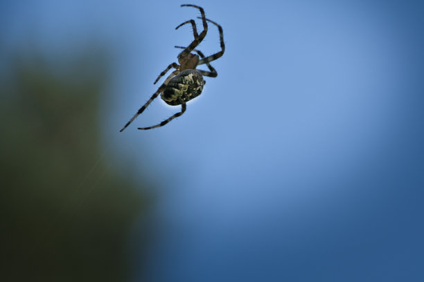 arachnid