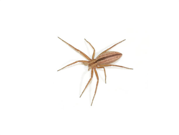 arachnid