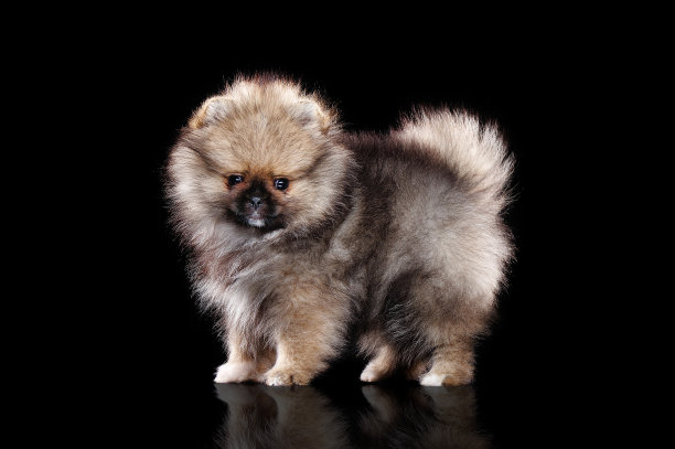 pedigree