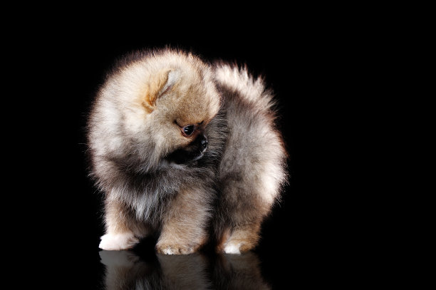 pedigree