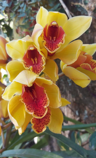 cymbidium