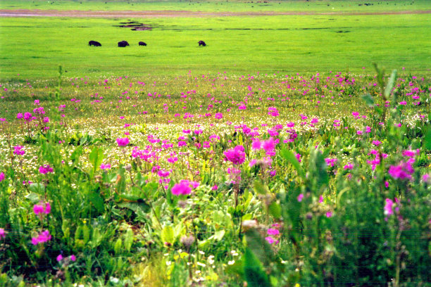 wildflowers