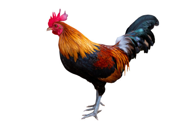 大红公鸡