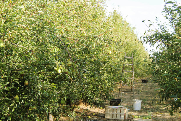 plantation