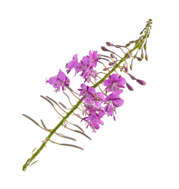 epilobium