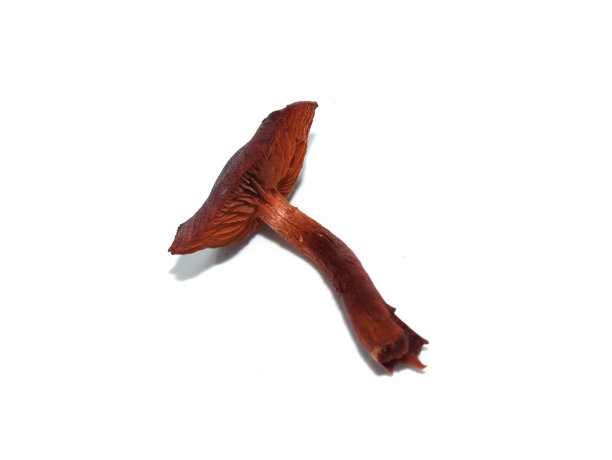 cortinarius