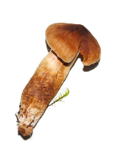cortinarius