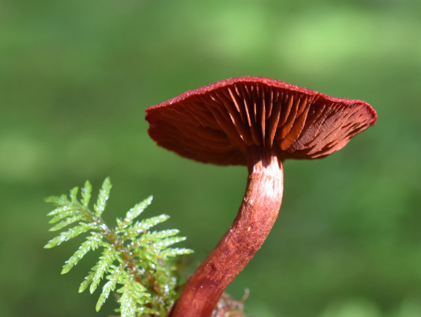 cortinarius