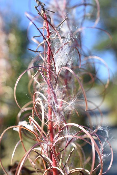 epilobium
