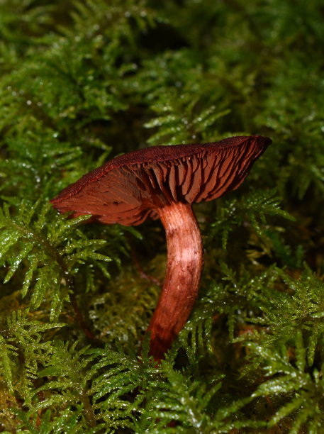 cortinarius