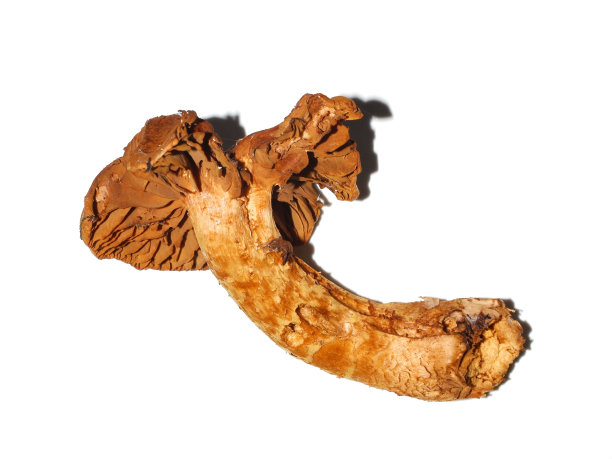 cortinarius
