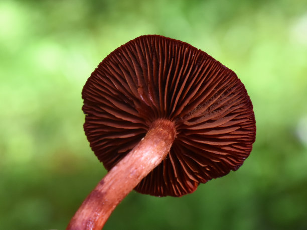 cortinarius