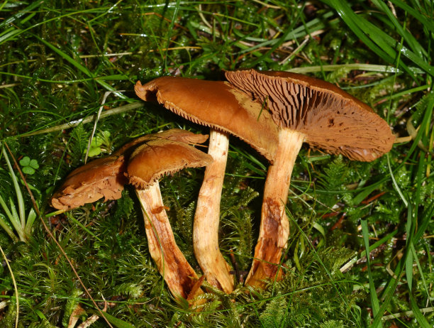 cortinarius