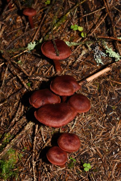 cortinarius