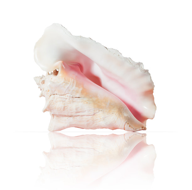 conch