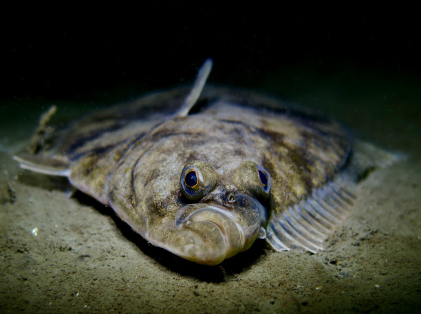 plaice