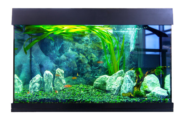 aquarium