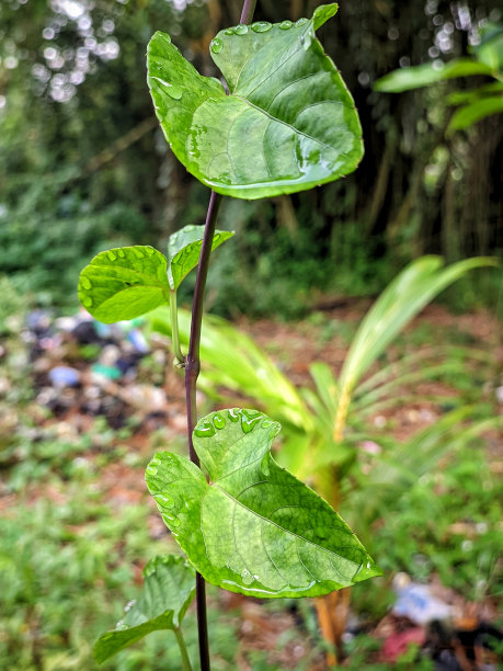 黑胡椒