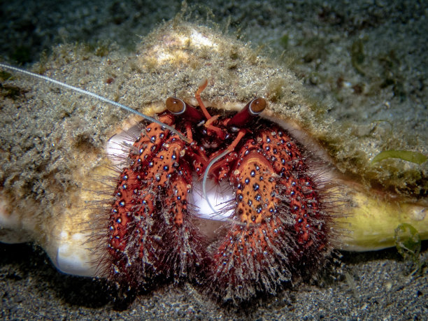 crustacean