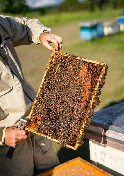 beekeeper