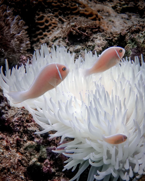 anemonefish