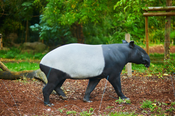 tapir