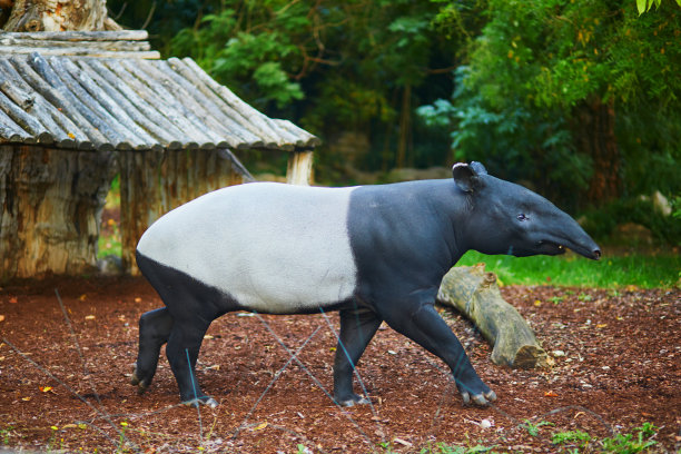 tapir