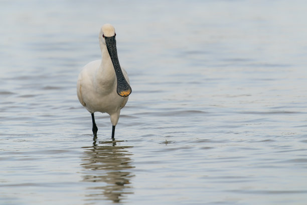 spoonbill
