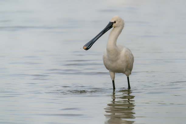 spoonbill