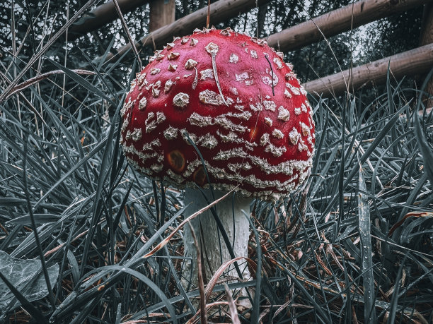 amanitaceae