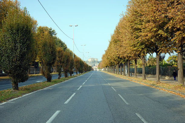 林荫路,晴朗,林荫大道