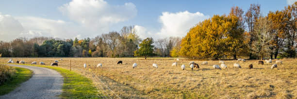 绵羊,食草,兽群