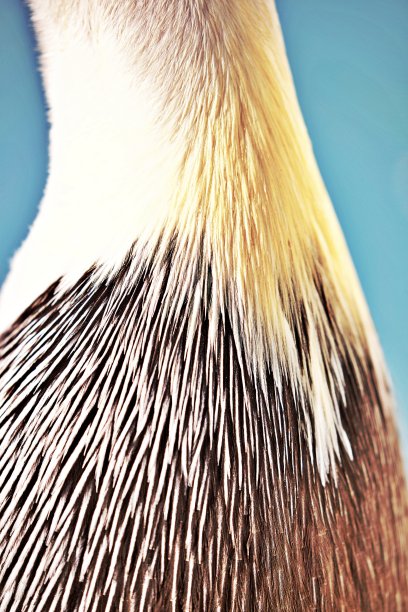 preen