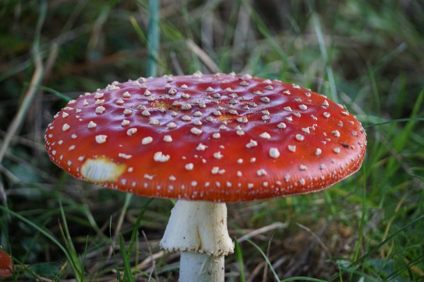amanitaceae