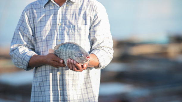 tilapia