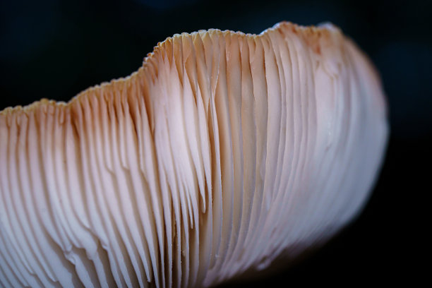 gills