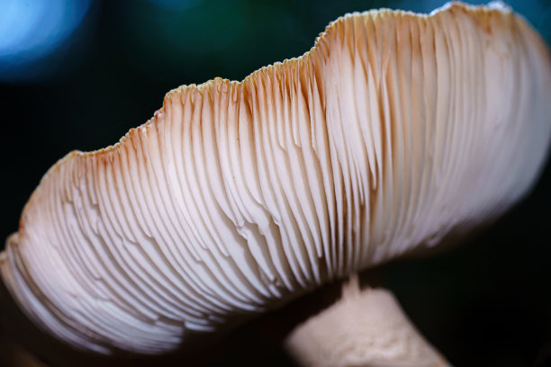 gills