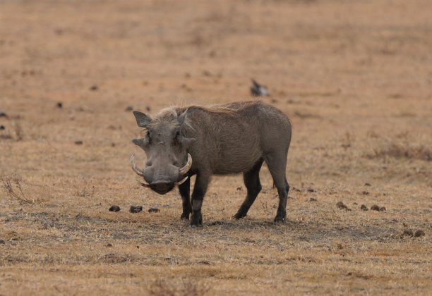 phacochoerus