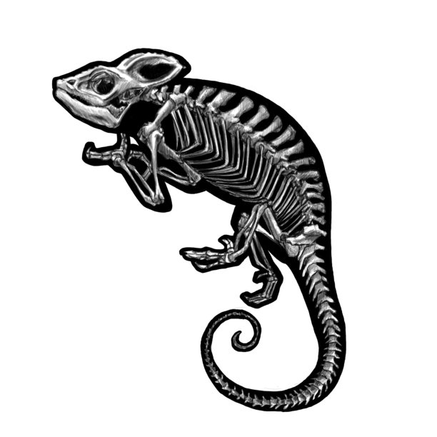 chamaeleon
