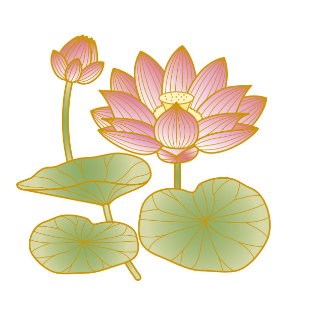 花蕾,仅一朵花,花头