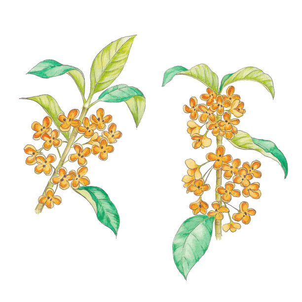 fragrans