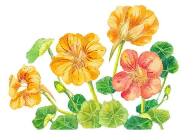 nasturtium
