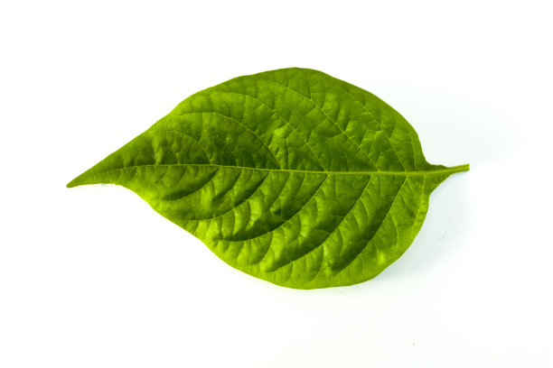 草本,熟的,红辣椒